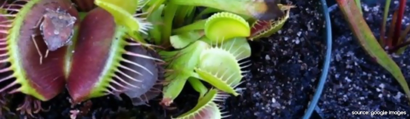 Jurusan Botany