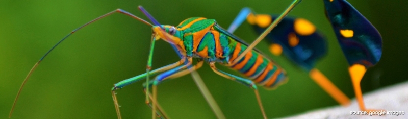 Jurusan Entomology