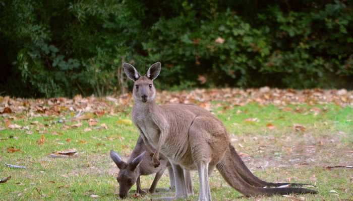 Tinggal dan Kuliah di Adelaide, Australia