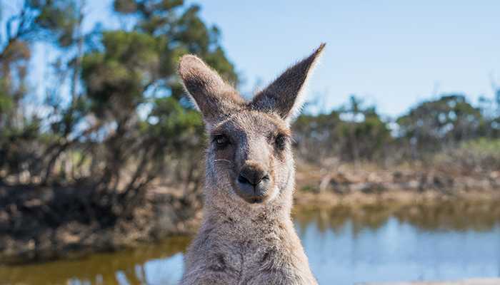 Bongkar Budget Biaya Hidup dan Kuliah di Australia